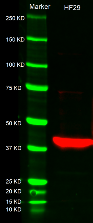 WB-Streptavidin (HRP) (np156148)