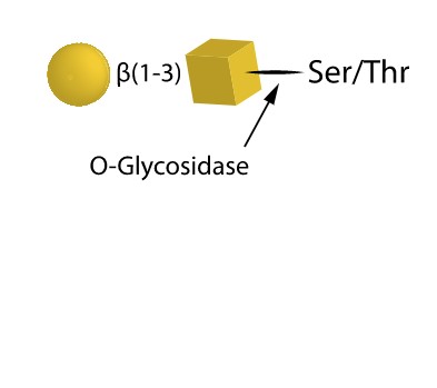 O-Glycosidase