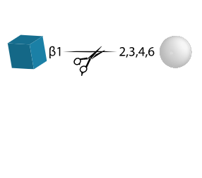 N-Acetylglucosaminidase