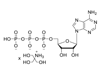 ATP (100mM, Tris Buffered)