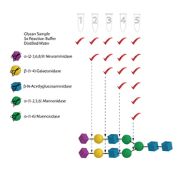 [G490008-1kit] Glycan Sequencing Kit