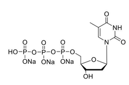 UltraPure dTTP (100mM)